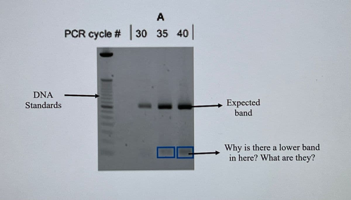 DNA
Standards
A
PCR cycle # 30 35 40
Expected
band
Why is there a lower band
in here? What are they?