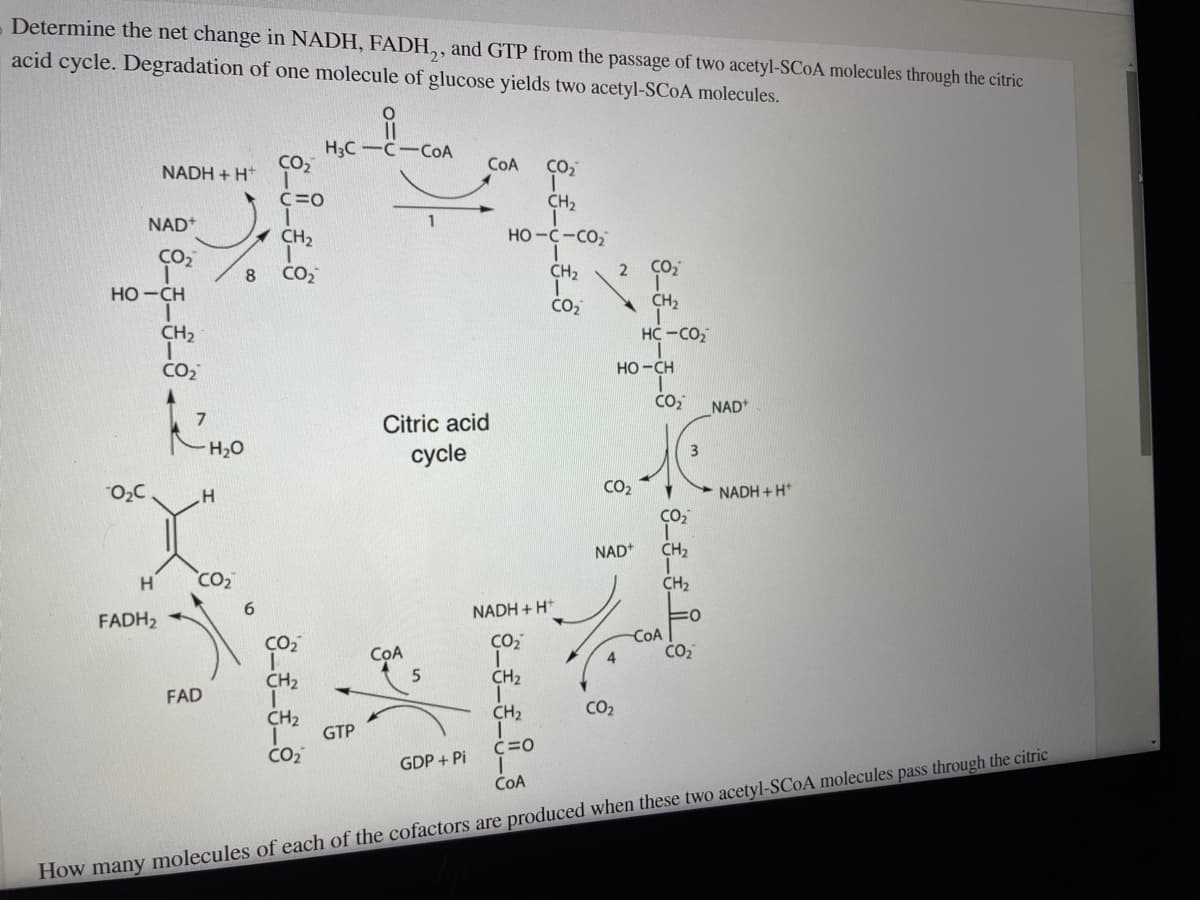 Determine the net change in NADH, FADH,, and GTP from the passage of two acetyl-SCOA molecules through the citric
acid cycle. Degradation of one molecule of glucose yields two acetyl-SCOA molecules.
NADH+H+ CO₂
C=O
Pepesil
NAD+
HỌ-CH
H
FADH₂
H
CO₂
FAD
6
CH₂
CO₂
CO₂
CH₂
CH₂
I
CO₂
H3C-C-CoA
GTP
COA
1
Citric acid
cycle
5
COA
GDP + Pi
CO₂
T
CH₂
HO-C-CO,
I
CH₂
CO₂
NADH+H+
CO₂
CH₂
CH₂
C=O
COA
2 CO₂
CH₂
HC-CO,
CO₂
HO-CH
NAD+
4
CO₂
CO₂
-CoA
CO₂
CH₂
CH₂
CO₂
NAD
NADH+H*
How many molecules of each of the cofactors are produced when these two acetyl-SCOA molecules pass through the citric