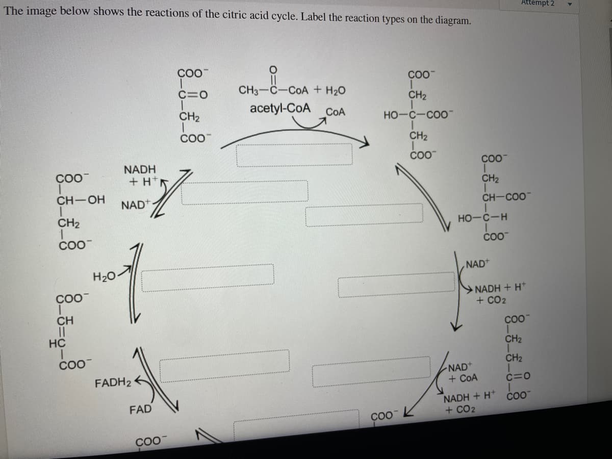 The image below shows the reactions of the citric acid cycle. Label the reaction types on the diagram.
COO
CH-OH
CH₂
COO
8-5-9-8
HC
H₂O
NADH
+H+
NAD+-
FADH2
"7
FAD
COO
C=O
CH₂
COO™
COO
CH3-C-COA + H₂O
acetyl-CoA COA
COO™
Ī
CH₂
HỌ—C—COO
CH₂
COO™
COO
HO-C-H
COO™
COO™
CH₂
CH-COO
NAD+
NAD+
+ COA
Attempt 2
NADH + H+
+ CO2
NADH + H+
+ CO2
COO™
CH₂
CH₂
C=O
COO™