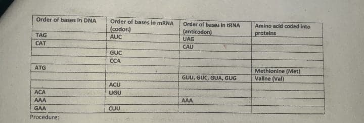 Order of bases in DNA
Order of bases in MRNA
(codor)
AUC
Order of bases in tRNA
Amino acid coded into
(anticodon)
UAG
TAG
proteins
CAT
CAU
GUC
CCA
ATG
Methionine (Met)
Vallne (Val)
GUU, GUC, GUA, GUG
ACU
ACA
UGU
AAA
AAA
GAA
CUU
Procedure:
