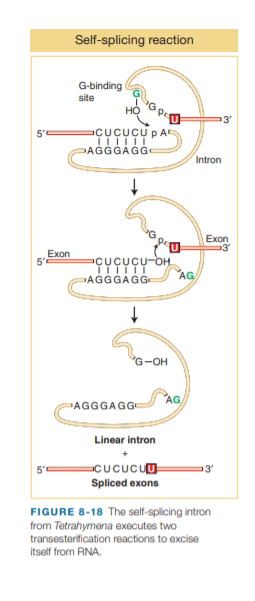Self-splicing reaction
G-binding
site
3'
CUCUCU p A
AGGGAGGE
Intron
Exon
Exon
5
PÇUÇUÇU-OH
AG
AGGGAGG
G-OH
AG
PAGGGAGGE
Linear intron
5
aCucucuu
Spliced exons
FIGURE 8-18 The self-splicing intron
from Tetrahymena executes two
transesterification reactions to excise
itself from RNA.
