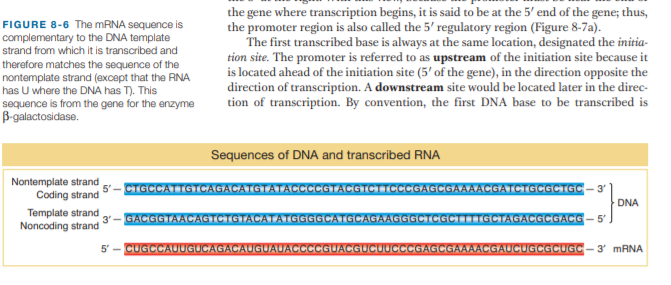 the gene where transcription begins, it is said to be at the 5' end of the gene; thus,
the promoter region is also called the 5' regulatory region (Figure 8-7a).
The first transcribed base is always at the same location, designated the initia-
tion site. The promoter is referred to as upstream of the initiation site because it
is located ahead of the initiation site (5' of the gene), in the direction opposite the
direction of transcription. A downstream site would be located later in the direc-
tion of transcription. By convention, the first DNA base to be transcribed is
FIGURE 8-6 The MRNA sequence is
complementary to the DNA template
strand from which it is transcribed and
therefore matches the sequence of the
nontemplate strand (except that the RNA
has U where the DNA has T). This
sequence is from the gene for the enzyme
B-galactosidase.
Sequences of DNA and transcribed RNA
Nontemplate strand
5'
CTGCCATTGTCAGACATGTATACCCCGTACGTCTTCCCGAGCGAAAACGATCTGCGCTGC- 3
Coding strand
DNA
Template strand
3'
Noncoding strand
GACGGTAACAGTCTGTACATATGGGGCATGCAGAAGGGCTCGCTTTTGCTAGACGCGACG - 5'
5
CUGCCAUUGUCAGACAUGUAUACCCCGUACGUCUUCCCGAGCGAAAACGAUCUGCGCUGC-3' MRNA

