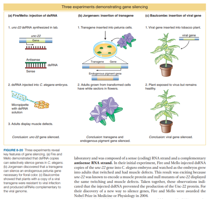 Three experiments demonstrating gene silencing
(a) Fire/Mello: injection of dsRNA
(b) Jorgensen: insertion of transgene
(c) Baulcombe: insertion of viral gene
1. unc-22 dsRNA synthesized in lab.
1. Transgene inserted into petunia cells.
1. Viral gene inserted into tobacco plant.
viral gene
unc-22
Gene
Antisense
Transgene Gene
dsRNA
Sense
Endogenous pigment gene
2. dsRNA injected into C. elegans embryos.
2. Adults grown from transformed cells
have white sectors in flowers.
2. Plant exposed to virus but remains
healthy.
Micropipette
with dsRNA
solution
3. Adults display muscle defects.
Conclusion. unc-22 gene silenced.
Conclusion: viral gene silenced.
Conclusion: transgene and
endogenous pigment gene silenced.
FIGURE 8-20 Three experiments reveal
key features of gene silencing. (a) Fire and
Mello demonstrated that dsRNA copies
can selectively silence genes in C. elegans.
(b) Jorgensen discovered that a transgene
can silence an endogenous petunia gene
necessary for floral color. (c) Baulcombe
showed that plants with a copy of a viral
transgene wore resistant to viral infection
and produced SIRNAS complementary to
the viral genome.
laboratory and was composed of a sense (coding) RNA strand and a complementary
antisense RNA strand. In their initial experiment, Fire and Mello injected dsRNA
copies of the unc-22 gene into C. elegans embryos and watched as the embryos grew
into adults that twitched and had muscle defects. This result was exciting because
uno-22 was known to encode a muscle protein and null mutants of unc-22 displayed
the same twitching and muscle defects. Taken together, these observations indi-
cated that the injected dsRNA prevented the production of the Unc-22 protein. For
their discovery of a new way to silence genes, Fire and Mello were awarded the
Nobel Prize in Medicine or Physiology in 2004.
