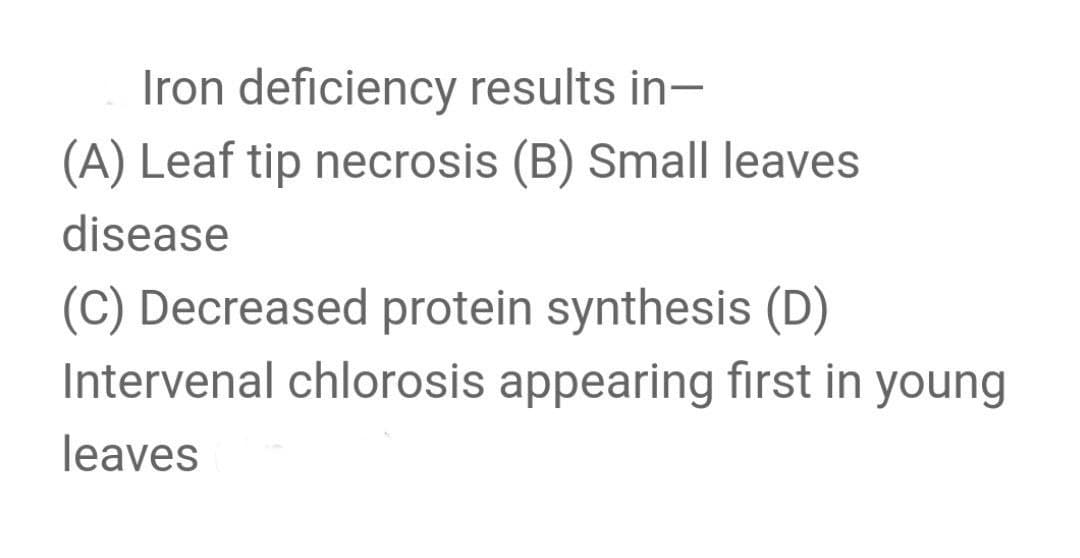 Iron deficiency results in-
(A) Leaf tip necrosis (B) Small leaves
disease
(C) Decreased protein synthesis (D)
Intervenal chlorosis appearing first in young
leaves
