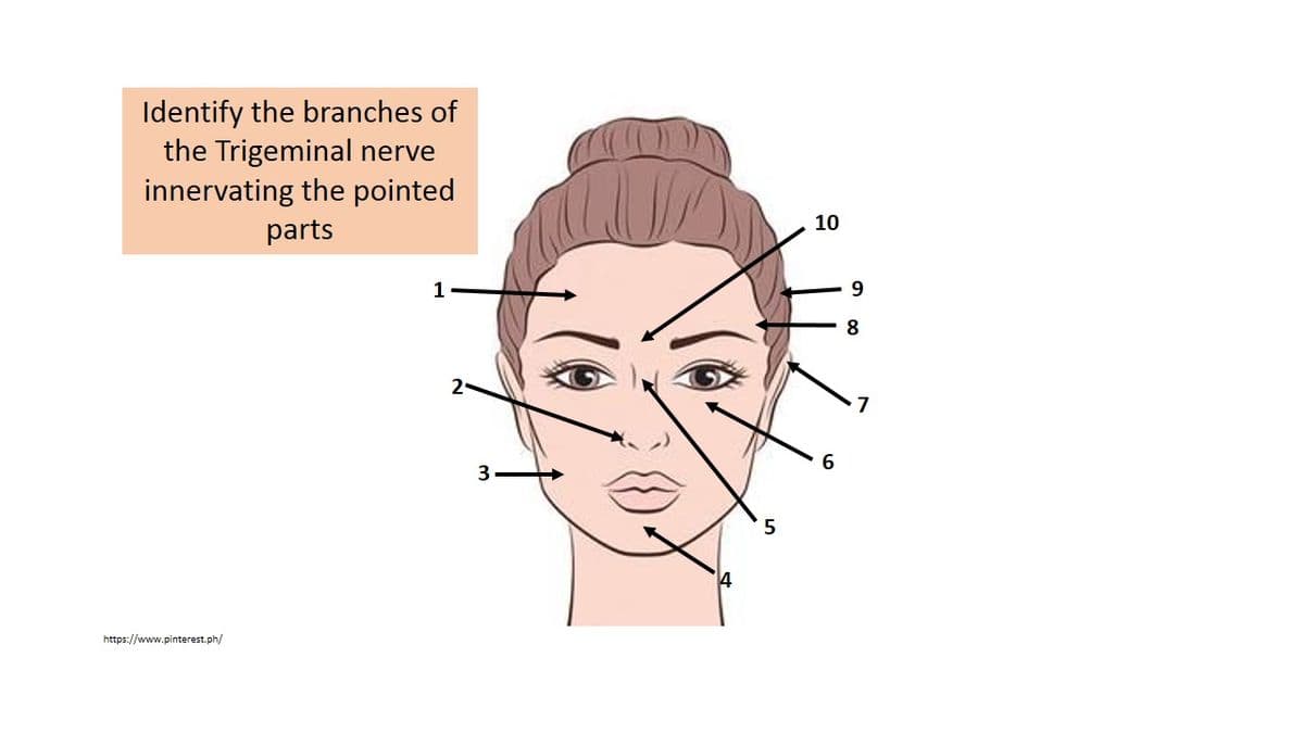 Identify the branches of
the Trigeminal nerve
innervating the pointed
10
parts
1
8
2-
6.
3
https://www.pinterest.ph/
