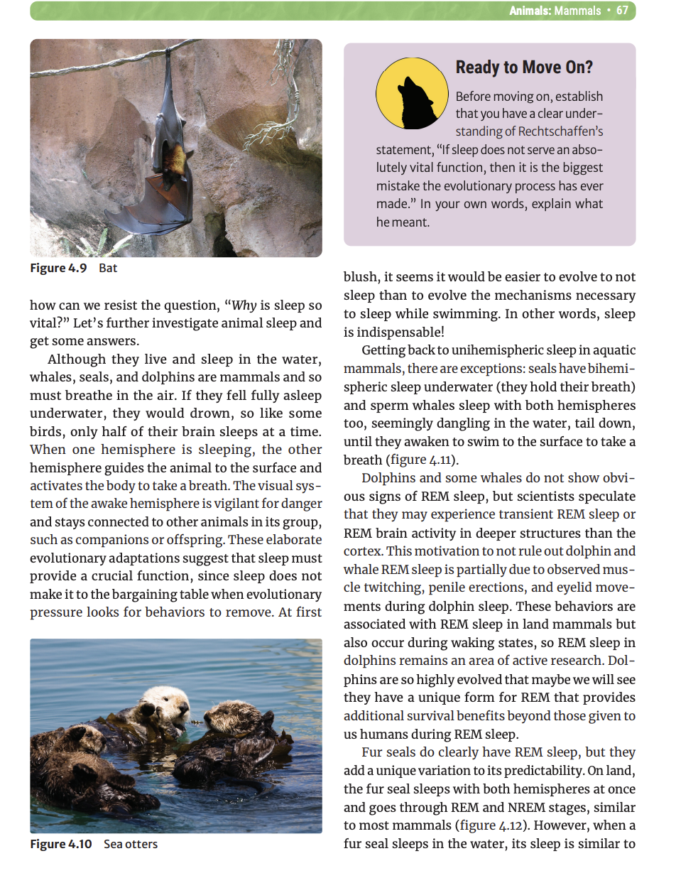 Figure 4.9 Bat
how can we resist the question, "Why is sleep so
vital?" Let's further investigate animal sleep and
get some answers.
Although they live and sleep in the water,
whales, seals, and dolphins are mammals and so
must breathe in the air. If they fell fully asleep
underwater, they would drown, so like some
birds, only half of their brain sleeps at a time.
When one hemisphere is sleeping, the other
hemisphere guides the animal to the surface and
activates the body to take a breath. The visual sys-
tem of the awake hemisphere is vigilant for danger
and stays connected to other animals in its group,
such as companions or offspring. These elaborate
evolutionary adaptations suggest that sleep must
provide a crucial function, since sleep does not
make it to the bargaining table when evolutionary
pressure looks for behaviors to remove. At first
Figure 4.10 Sea otters
Animals: Mammals 67
Ready to Move On?
Before moving on, establish
that you have a clear under-
standing of Rechtschaffen's
statement, "If sleep does not serve an abso-
lutely vital function, then it is the biggest
mistake the evolutionary process has ever
made." In your own words, explain what
he meant.
blush, it seems it would be easier to evolve to not
sleep than to evolve the mechanisms necessary
to sleep while swimming. In other words, sleep
is indispensable!
Getting back to unihemispheric sleep in aquatic
mammals, there are exceptions: seals have bihemi-
spheric sleep underwater (they hold their breath)
and sperm whales sleep with both hemispheres
too, seemingly dangling in the water, tail down,
until they awaken to swim to the surface to take a
breath (figure 4.11).
Dolphins and some whales do not show obvi-
ous signs of REM sleep, but scientists speculate
that they may experience transient REM sleep or
REM brain activity in deeper structures than the
cortex. This motivation to not rule out dolphin and
whale REM sleep is partially due to observed mus-
cle twitching, penile erections, and eyelid move-
ments during dolphin sleep. These behaviors are
associated with REM sleep in land mammals but
also occur during waking states, so REM sleep in
dolphins remains an area of active research. Dol-
phins are so highly evolved that maybe we will see
they have a unique form for REM that provides
additional survival benefits beyond those given to
us humans during REM sleep.
Fur seals do clearly have REM sleep, but they
add a unique variation to its predictability. On land,
the fur seal sleeps with both hemispheres at once
and goes through REM and NREM stages, similar
to most mammals (figure 4.12). However, when a
fur seal sleeps in the water, its sleep is similar to