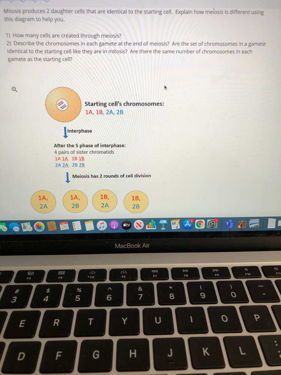 Mitosis produces 2 daughter cells that are identical to the starting cell. Explain how meíosis is different using
this diagram to help you.
1) How many cells are created through meiosis?
2) Describe the chromosomes in each gamete at the end of meiosis? Are the set of chromosomes in a gamete
identical to the starting cell like they are in mitosis? Are there the same number of chromosomes in each
gamete as the starting cell?
Starting cell's chromosomes:
1А, 1B, 2A, 2B
Interphase
After the S phase of interphase:
4 pairs of sister chromatids
1A 1A 1B 1B
2A 2A 2B 2B
Meiosis has 2 rounds of cell division
1A,
1A,
1B,
1B,
2A
2B
2A
2B
tv
MacBook Air
DII
DD
80
888
F9
F10
F6
F7
F8
F4
F3
*
#3
2$
%
&
8
9
3
4
E
T.
Y
F
G
J
K
* CO
R
