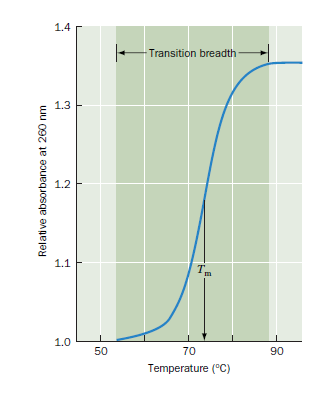 1.4
Transition breadth
1.3
1.2
1.1
1.0
50
70
90
Temperature (°C)
Relative absorbance at 260 nm

