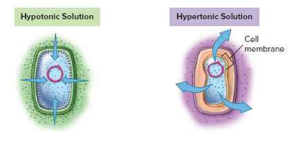 Hypotonic Solution
Hypertonic Solution
Cell
membrane
