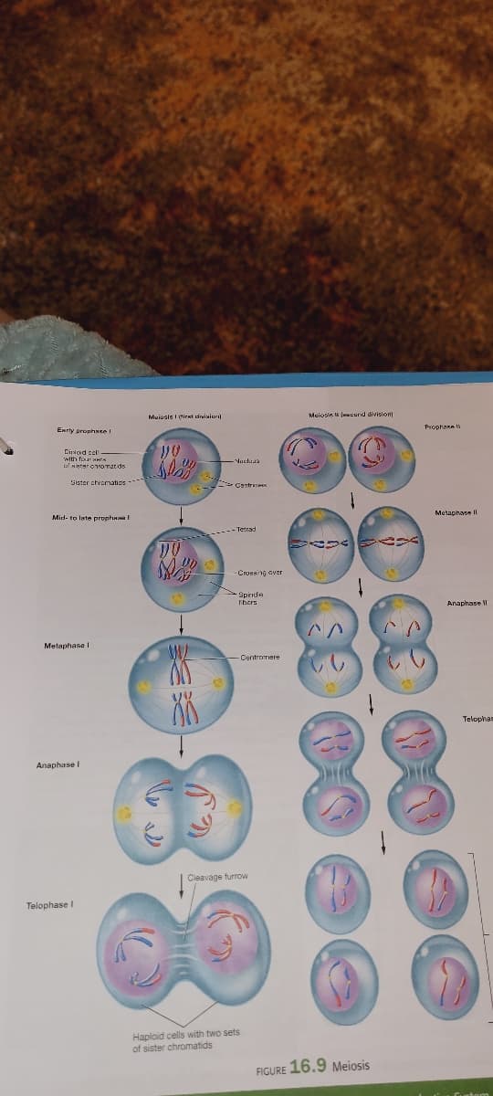 Muiosis I irnt dwisior
Meiosin u wcurd divislon
Prophann
Enrly prophase
Distod cll
with four w N
a ster oromatids
Sister chvematios
Metaphase IL
Mid- to late prophul
-Crossng cver
Spinde
Thers
Anaphase II
Metaphase I
Centromere
Telophas
Anaphase I
Cleavage furrow
Telophase I
Haploid cells with two sets
of sister chromatids
FIGURE 16.9 Meiosis
