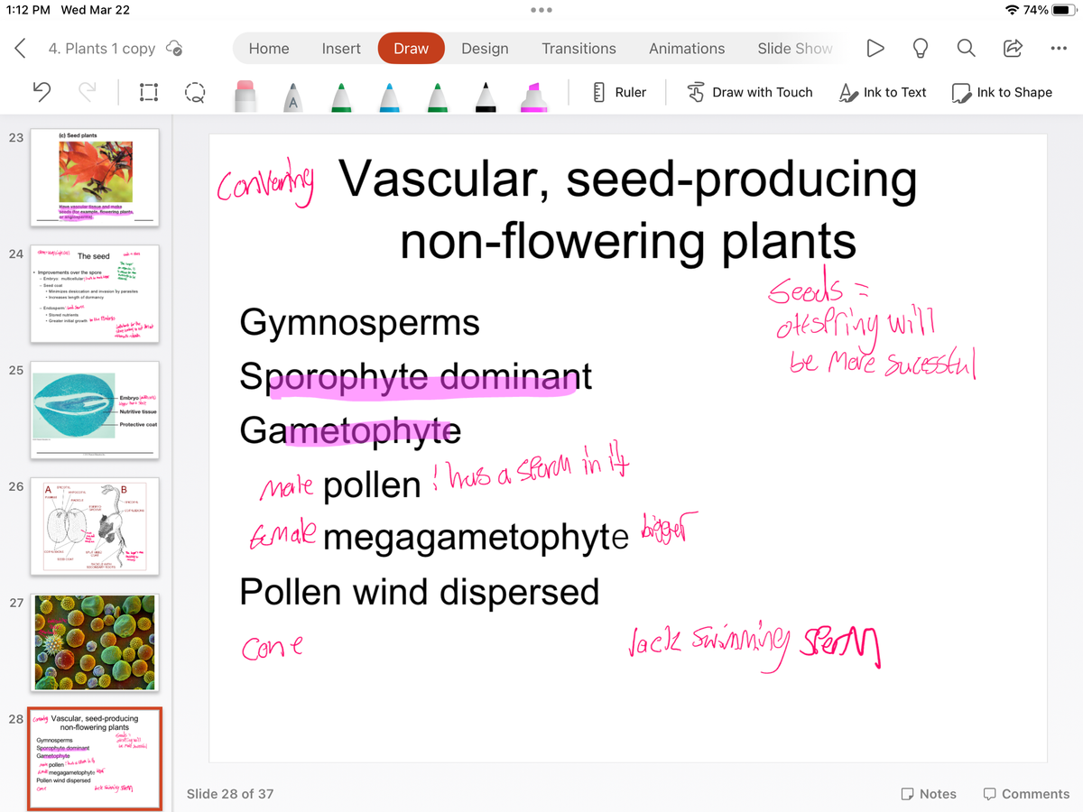 1:12 PM Wed Mar 22
< 4. Plants 1 copy
5
23
24
25
26
27
(c) Seed plants
Have vascular tissue and make
seeds (for example, flowering plants,
or angiosperma
doe-Hylsinge all The seed
• Improvements over the spore
Embryo: multicellular
Seed coat
- Minimizes desiccation and invasion by parasites
Increases length of dormancy
Endosperm Saree
• Stored nutrients
- Greater initial growth to the Embryo
A COTYL
PLUMILE
COTYLEDONS
HYPOCOL
RADICLE
SED COAT
EVERYD
SPLIT SEED
on
15
too for
RACICLE WITH
SECONDARY ROOTS
se to net dat
otot dh
Gymnosperms
Sporophyte dominant
Gametophyte
Me pollenhusin y
megagametophyte
Pollen wind dispersed
Cone
-Embryo (A)
Nutritive tissue
Protective coat
B
EFICOTYL
COTYLEDONS
28 Cong Vascular, seed-producing
non-flowering plants
Geods=
elefelyw1
be More Sucea
tock Swimming sto
Home Insert
●●●
Draw Design Transitions Animations Slide Show
Slide 28 of 37
Ruler
Gymnosperms
Sporophyte dominant
Gametophyte
Male pollen ! has a sfarm in it
female megagametophyte b
bigger
Pollen wind dispersed
Cone
Draw with Touch
D
Converning Vascular, seed-producing
non-flowering plants
Geods =
Ink to Text
ottspring will
be More Sucessful
Jack Swimming sperm
Notes
74%
Ink to Shape
Comments