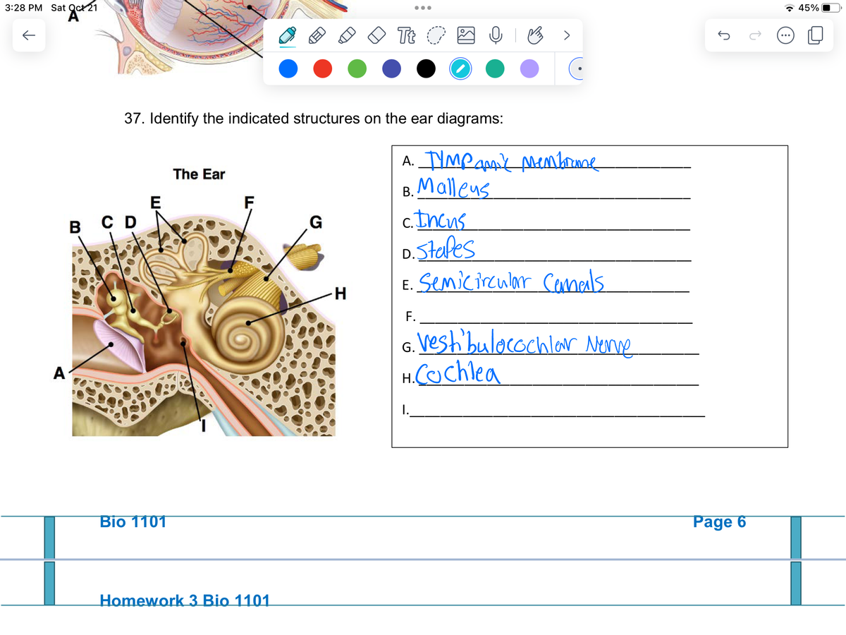 3:28 PM Sat
个
20+21
A
B C D
E
Bio 1101
37. Identify the indicated structures on the ear diagrams:
The Ear
F
LED
Homework 3 Bio 1101
G
D
H
●●●
Tt O
A. TIMP amik membrame
B. Malleus
c. Incus
B>
stafes
I.
D.
E. Semicircular Camals
F.
6. Vestibulocochlar Nerve
H. Cochlea
J
Page 6
2
45%