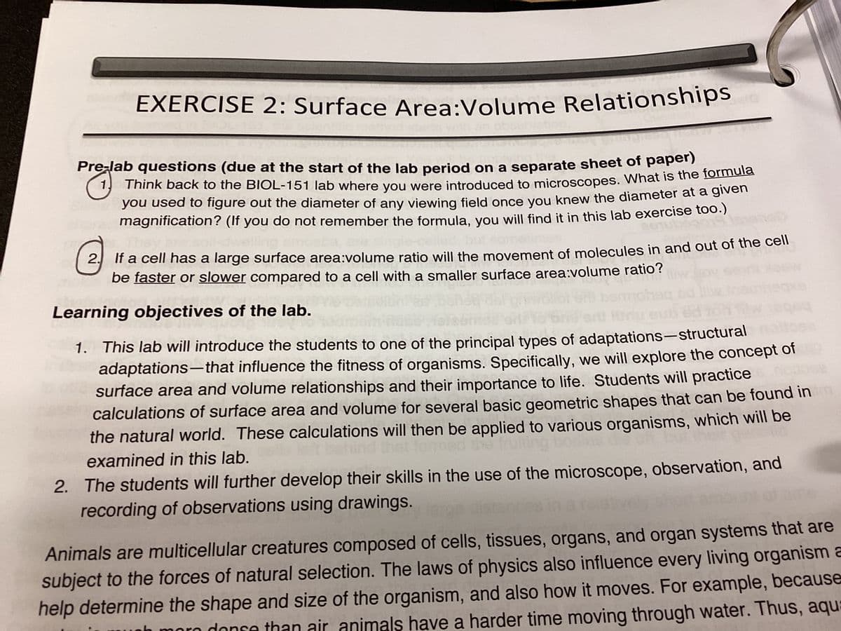 EXERCISE 2: Surface Area:Volume Relationships
Te
1.
Pre-lab questions (due at the start of the lab period on a separate sheet of paper)
Think back to the BIOL-151 lab where you were introduced to microscopes. What is the formula
you used to figure out the diameter of any viewing field once you knew the diameter at a given
magnification? (If you do not remember the formula, you will find it in this lab exercise too.)
2
2. If a cell has a large surface area:volume ratio will the movement of molecules in and out of the cell
be faster or slower compared to a cell with a smaller surface area:volume ratio?
Learning objectives of the lab.
1. This lab will introduce the students to one of the principal types of adaptations-structural
adaptations—that influence the fitness of organisms. Specifically, we will explore the concept of
surface area and volume relationships and their importance to life. Students will practice
calculations of surface area and volume for several basic geometric shapes that can be found in
the natural world. These calculations will then be applied to various organisms, which will be
examined in this lab.
2. The students will further develop their skills in the use of the microscope, observation, and
recording of observations using drawings.
Animals are multicellular creatures composed of cells, tissues, organs, and organ systems that are
subject to the forces of natural selection. The laws of physics also influence every living organism a
help determine the shape and size of the organism, and also how it moves. For example, because
ro donse than air animals have a harder time moving through water. Thus, aqua