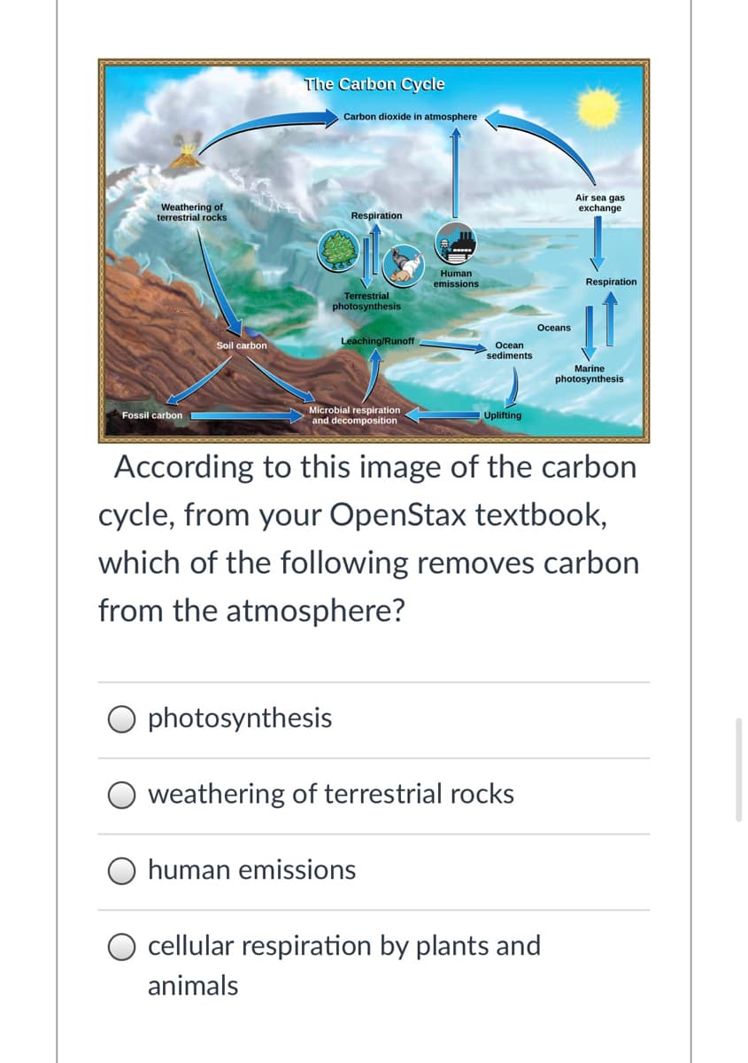 The Carbon Cycle
Carbon dioxide in atmosphere
Weathering of
terrestrial rocks
Air sea gas
exchange
Respiration
Human
emissions
Respiration
Terrestrial
photosynthesis
Oceans
Soil carbon
Leaching/Runoff
Ocean
sediments
Marine
photosynthesis
Microbial respiration
and decomposition
Fossil carbon
Uplifting
According to this image of the carbon
cycle, from your OpenStax textbook,
which of the following removes carbon
from the atmosphere?
photosynthesis
weathering of terrestrial rocks
human emissions
O cellular respiration by plants and
animals
