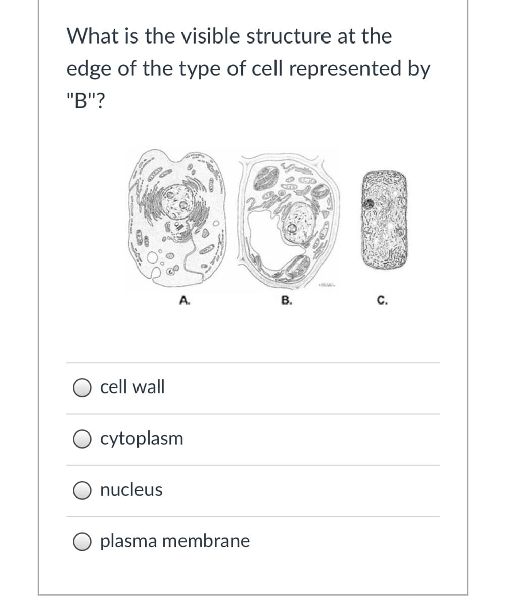 What is the visible structure at the
edge of the type of cell represented by
"B"?
A.
В.
С.
O cell wall
O cytoplasm
nucleus
O plasma membrane
