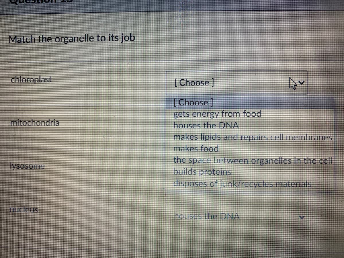 Match the organelle to its job
chloroplast
[ Choose ]
[Choose ]
gets energy from food
houses the DNA
makes lipids and repairs cell membranes
makes food
the space between organelles in the cell
builds proteins
disposes of junk/recycles materials
mitochondria
lysosome
nucleus
houses the DNA
