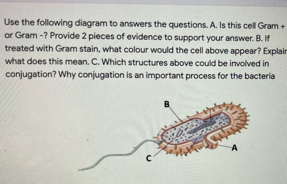 Use the following diagram to answers the questions. A. Is this cell Gram +
or Gram -? Provide 2 pieces of evidence to support your answer. B. If
treated with Gram stain, what colour would the cell above appear? Explair
what does this mean. C. Which structures above could be involved in
conjugation? Why conjugation is an important process for the bacteria
B
C
