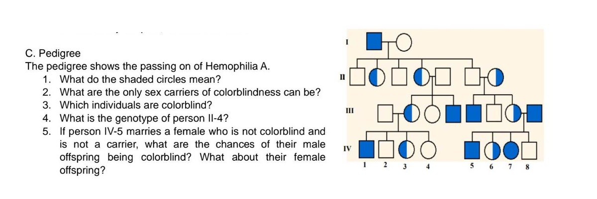 C. Pedigree
The pedigree shows the passing on of Hemophilia A.
1. What do the shaded circles mean?
2. What are the only sex carriers of colorblindness can be?
3. Which individuals are colorblind?
4. What is the genotype of person II-4?
5. If person IV-5 marries a female who is not colorblind and
is not a carrier, what are the chances of their male
offspring being colorblind? What about their female
offspring?
II
56060
IV
1 2
3 4
5 6 7 8