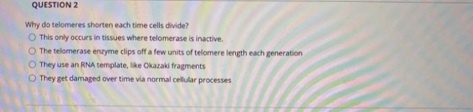 QUESTION 2
Why do telomeres shorten each time cells divide?
O This only occurs in tissues where telomerase is inactive.
O The telomerase enzyme clips off a few units of telomere length each generation
O They use an RNA template, like Okazaki fragments
O They get damaged over time via normal cellular processes