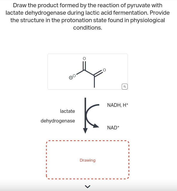 Draw the product formed by the reaction of pyruvate with
lactate dehydrogenase during lactic acid fermentation. Provide
the structure in the protonation state found in physiological
conditions.
°
lactate
dehydrogenase
Drawing
NADH, H+
NAD+