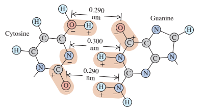 (H)
0,290
nm
Guanine
H)
(Н
Cytosine
0.300
H)
nm
(N
(H)
(N
(N)
(N)
0.290
N)
nm
(H)
(H)
(H)
