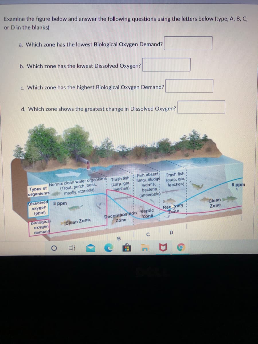 Examine the figure below and answer the following questions using the letters below (type, A, B, C,
or D in the blanks)
a. Which zone has the lowest Biological Oxygen Demand?
b. Which zone has the lowest Dissolved Oxygen?
c. Which zone has the highest Biological Oxygen Demand?
d. Which zone shows the greatest change in Dissolved Oxygen?
Types of
organisms
Normal clean water organisms Trash fish Fish absent,
: (carp, gar. : fungi, sludge
(Trout, perch, bass,
mayfly, stonefly)
Trash fish
(carp, gar,:
leeches)
worms,
bacteria
(anaerobic)
leeches)
8 ppm
Dissolved
8 ppm
oxygen
(ppm)
Biological
oxygen
demand
Decomposition Septic
Zone
Rec very
Zone
Clean
Zone
Clean Zone
Zone
B
C
近
