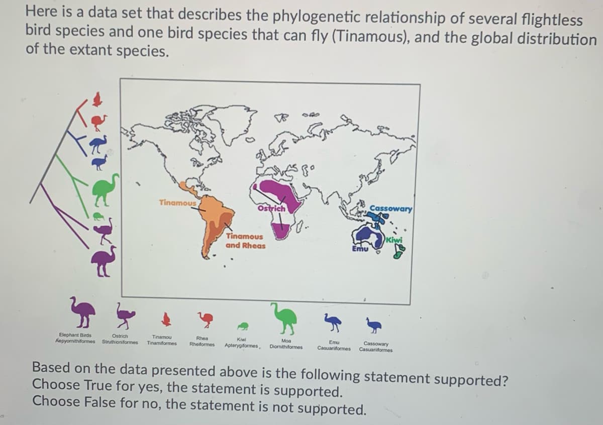 Here is a data set that describes the phylogenetic relationship of several flightless
bird species and one bird species that can fly (Tinamous), and the global distribution
of the extant species.
Tinamous
Ostrich
Cassowary
Kiwi
Tinamous
and Rheas
Emu
Elephant Birds
Aepyornithiformes Struthioniformes
Ostrich
Tinamou
Tinamiformes
Rhea
Rheiformes
Kiwi
Moa
Emu
Apterygiformes,
Cassowary
Casuariformes
Diornithiformes
Casuariformes
Based on the data presented above is the following statement supported?
Choose True for yes, the statement is supported.
Choose False for no, the statement is not supported.
