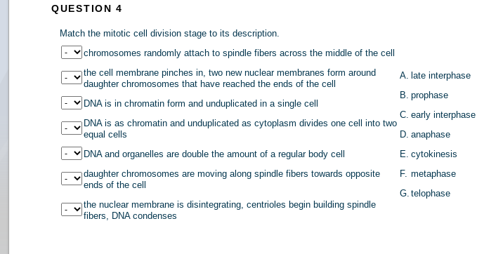 QUESTION 4
Match the mitotic cell division stage to its description.
chromosomes randomly attach to spindle fibers across the middle of the cell
the cell membrane pinches in, two new nuclear membranes form around
daughter chromosomes that have reached the ends of the cell
A. late interphase
B. prophase
DNA is in chromatin form and unduplicated in a single cell
C. early interphase
DNA is as chromatin and unduplicated as cytoplasm divides one cell into two
Jequal cells
D. anaphase
DNA and organelles are double the amount of a regular body cell
E. cytokinesis
daughter chromosomes are moving along spindle fibers towards opposite
Jends of the cell
F. metaphase
G. telophase
the nuclear membrane is disintegrating, centrioles begin building spindle
fibers, DNA condenses
