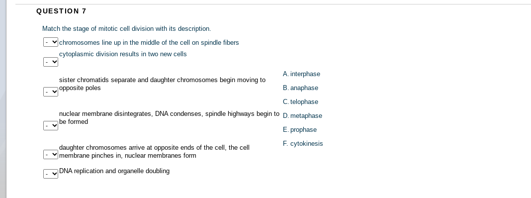 QUESTION 7
Match the stage of mitotic cell division with its description.
vchromosomes line up in the middle of the cell on spindle fibers
cytoplasmic division results in two new cells
A. interphase
sister chromatids separate and daughter chromosomes begin moving to
opposite poles
B. anaphase
C. telophase
nuclear membrane disintegrates, DNA condenses, spindle highways begin to D. metaphase
be formed
E. prophase
F. cytokinesis
daughter chromosomes arrive at opposite ends of the cell, the cell
|- vmembrane pinches in, nuclear membranes form
Ev DNA replication and organelle doubling
