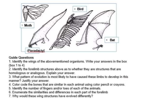 3 Bird
1 Moth
Bat
Pteradactyl
Guide Questions
1. Identify the wings of the abovementioned organisms. Write your answers in the box
(box 1 to 4)
2 Identify the forelimb structures above as to whether they are structures that are
homologous or analogous. Explain your answer.
3. What pattern of evolution is most likely to have caused these limbs to develop in this
manner? Justify your answer.
4. Color code the bones that are similar in each animal using color pencil or crayons.
5. Identify the number of fingers and/or toes of each of the animals.
6. Enumerate the similarities and differences in each part of the forelimb
7. Why would these wing structures have evolved differently?
