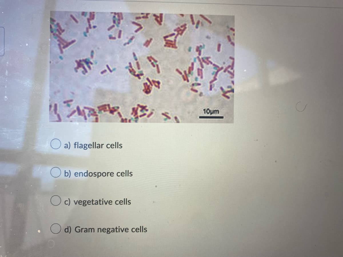 £
-L
a) flagellar cells
Ob) endospore cells
Oc) vegetative cells
d) Gram negative cells
yeni
10μm
TV