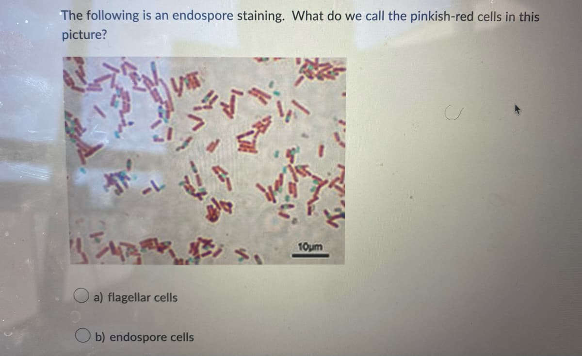 The following is an endospore staining. What do we call the pinkish-red cells in this
picture?
V
a) flagellar cells
b) endospore cells
J
W
10μm
C