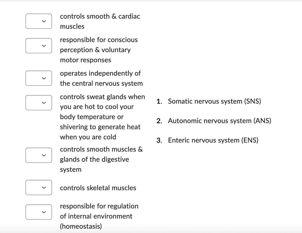 DD
controls smooth & cardiac
muscles
responsible for conscious
perception & voluntary
motor responses
operates independently of
the central nervous system
controls sweat glands when
you are hot to cool your
body temperature or
shivering to generate heat
when you are cold
controls smooth muscles &
glands of the digestive
system
controls skeletal muscles
responsible for regulation
of internal environment
(homeostasis)
1. Somatic nervous system (SNS)
2. Autonomic nervous system (ANS)
3. Enteric nervous system (ENS)