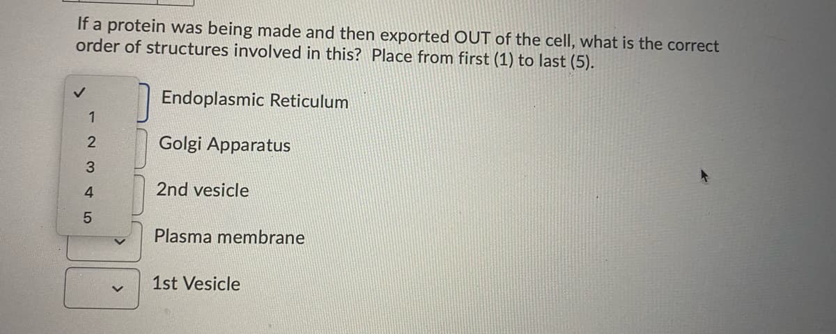 If a protein was being made and then exported OUT of the cell, what is the correct
order of structures involved in this? Place from first (1) to last (5).
Endoplasmic Reticulum
2
Golgi Apparatus
4
2nd vesicle
Plasma membrane
1st Vesicle
