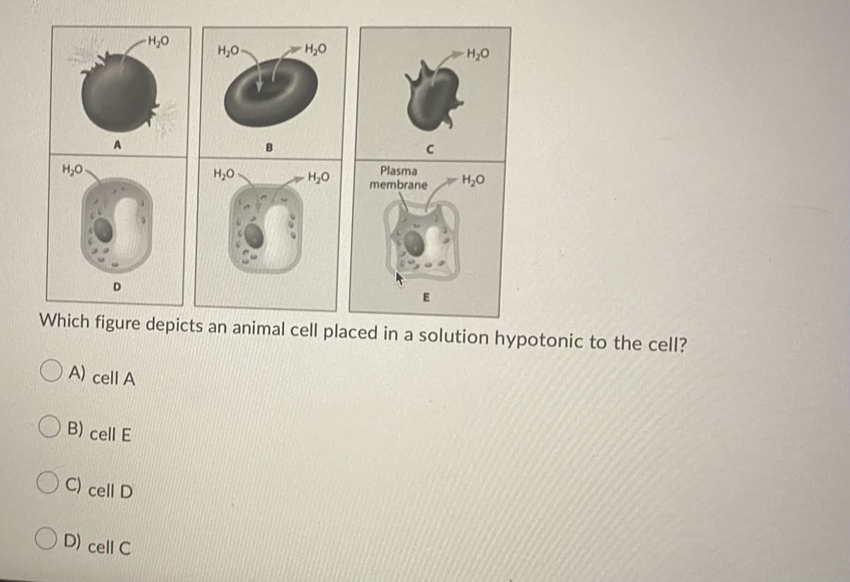 H,0
H,O
H2O
H,0
Plasma
H,0
H,0
H,O
H20
membrane
D.
Which figure depicts an animal cell placed in a solution hypotonic to the cell?
A) cell A
B) cell E
O C) cell D
O D) cell C
