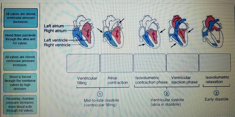 All valves are closed,
ventricular pressure
decreases.
Blood flows passively
through the atria and
AV valves.
All valves are closed;
ventricular pressure
increases.
Blood is forced
through the semilunar
valves by high
pressure.
Receiving chamber
pressure increases;
more blood exits
through AV valves.
Left atrium:
Right atrium-
Left ventricle
Right ventricle-
Ventricular
filling
Atrial
contraction
Mid-to-late diastole
(ventricular filling)
Isovolumetric
Ventricular
contraction phase ejection phase
Ventricular systole
(atria in diastole)
Isovolumetric
relaxation
3
Early diastole