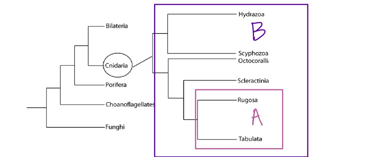 Bilateria
Cnidaria
Porifera
-Choanoflagellates
-Funghi
Hydrazoa
B
Scyphozoa
Octocoralli:
- Scleractinia
-Rugosa
A
Tabulata