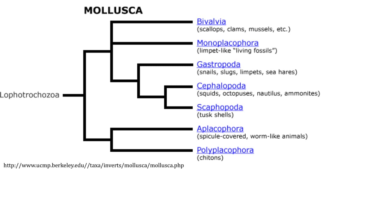 Lophotrochozoa
MOLLUSCA
http://www.ucmp.berkeley.edu//taxa/inverts/mollusca/mollusca.php
Bivalvia
(scallops, clams, mussels, etc.)
Monoplacophora
(limpet-like "living fossils")
Gastropoda
(snails, slugs, limpets, sea hares)
Cephalopoda
(squids, octopuses, nautilus, ammonites)
Scaphopoda
(tusk shells)
Aplacophora
(spicule-covered, worm-like animals)
Polyplacophora
(chitons)