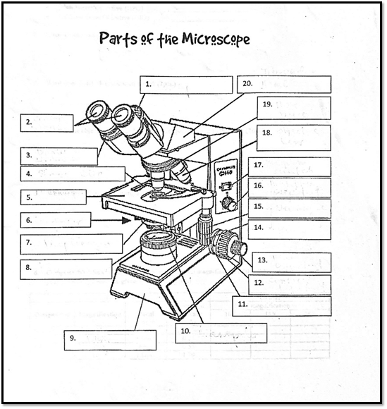Parts of the Microscope
20.
19.
2.
18.
3.
17.
4.
16.
5.
15.
6.
14.
7.
13.
8.
12.
11.
10.
9.
