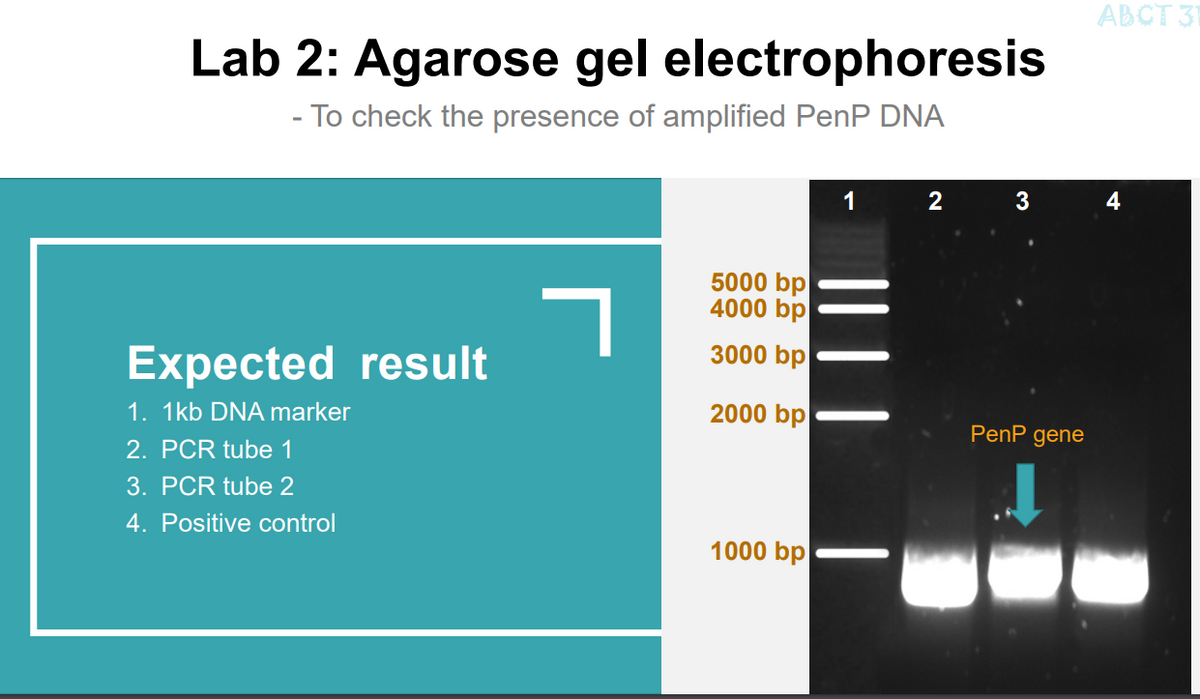 Lab 2: Agarose gel electrophoresis
- To check the presence of amplified PenP DNA
Expected result
1. 1kb DNA marker
2. PCR tube 1
3. PCR tube 2
4. Positive control
ㄱ
5000 bp
4000 bp
3000 bp
2000 bp
1000 bp
1
2
3
PenP gene
ABCT 31
4