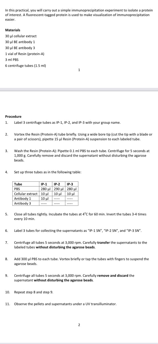 In this practical, you will carry out a simple immunoprecipitation experiment to isolate a protein
of interest. A fluorescent-tagged protein is used to make visualization of immunoprecipitation
easier.
Materials
30 μl cellular extract
30 μl BE antibody 1
30 μl BE antibody 3
1 vial of Resin (protein-A)
3 ml PBS
6 centrifuge tubes (1.5 ml)
Procedure
1. Label 3 centrifuge tubes as IP-1, IP-2, and IP-3 with your group name.
2.
3.
4.
5.
6.
7.
8.
9.
Vortex the Resin (Protein-A) tube briefly. Using a wide bore tip (cut the tip with a blade or
a pair of scissors), pipette 15 µl Resin (Protein-A) suspension to each labeled tube.
Wash the Resin (Protein-A): Pipette 0.1 ml PBS to each tube. Centrifuge for 5 seconds at
1,000 g. Carefully remove and discard the supernatant without disturbing the agarose
beads.
1
Set up three tubes as in the following table:
Tube
PBS
Cellular extract
Antibody 1
Antibody 3
IP-1 IP-2 IP-3
280 μ. | 290 μ. | 280 με
10 μl
10 μl 10 μl
10 μl
Close all tubes tightly. Incubate the tubes at 4°C for 60 min. Invert the tubes 3-4 times.
every 10 min.
Label 3 tubes for collecting the supernatants as "IP-1 SN", "IP-2 SN", and "IP-3 SN".
Centrifuge all tubes 5 seconds at 3,000 rpm. Carefully transfer the supernatants to the
labeled tubes without disturbing the agarose beads.
Add 300 μl PBS to each tube. Vortex briefly or tap the tubes with fingers to suspend the
agarose beads.
Centrifuge all tubes 5 seconds at 3,000 rpm. Carefully remove and discard the
supernatant without disturbing the agarose beads.
10. Repeat step 8 and step 9.
11. Observe the pellets and supernatants under a UV transilluminator.
2