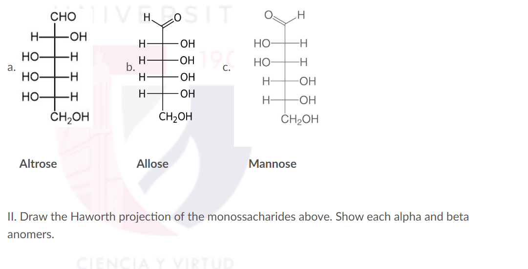 -H
a.
CHOVHOSIT
-OH
H
OH
-H
H
OH
C.
-H
H
OH
-H
H
-OH
CH₂OH
CH₂OH
HO
HO
b.
HO
HO-
HO-
Altrose
Allose
Mannose
II. Draw the Haworth projection of the monossacharides above. Show each alpha and beta
anomers.
CIENCIA Y VIRTUD
H
-H
-H
-OH
-OH
CH₂OH
H-
H-