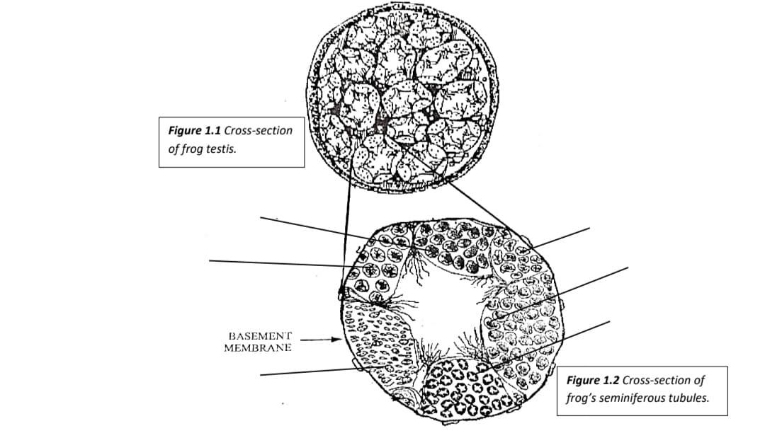 Figure 1.1 Cross-section
of frog testis.
BASEMENT
MEMBRANE
Figure 1.2 Cross-section of
frog's seminiferous tubules.

