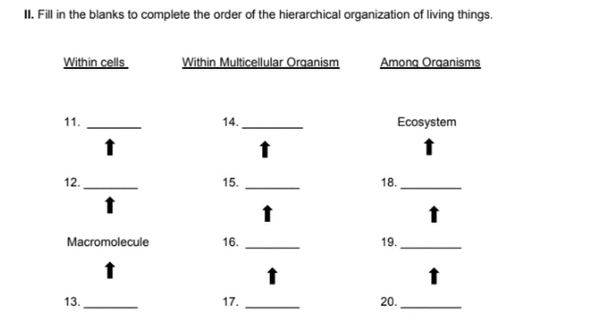 II. Fill in the blanks to complete the order of the hierarchical organization of living things.
Within cells
11.
12.
↑
13.
↑
Macromolecule
↑
Within Multicellular Organism
14.
15.
16.
17.
↑
↑
↑
Among Organisms
Ecosystem
t
18.
19.
20.
↑
↑