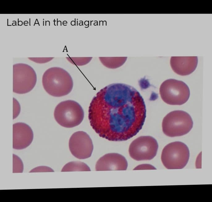 Label A in the diagram
A
