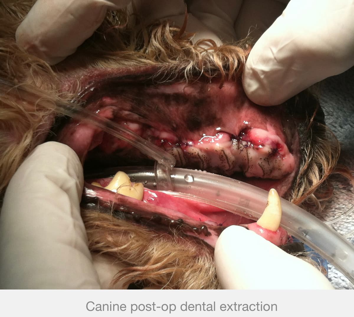 Canine post-op dental extraction