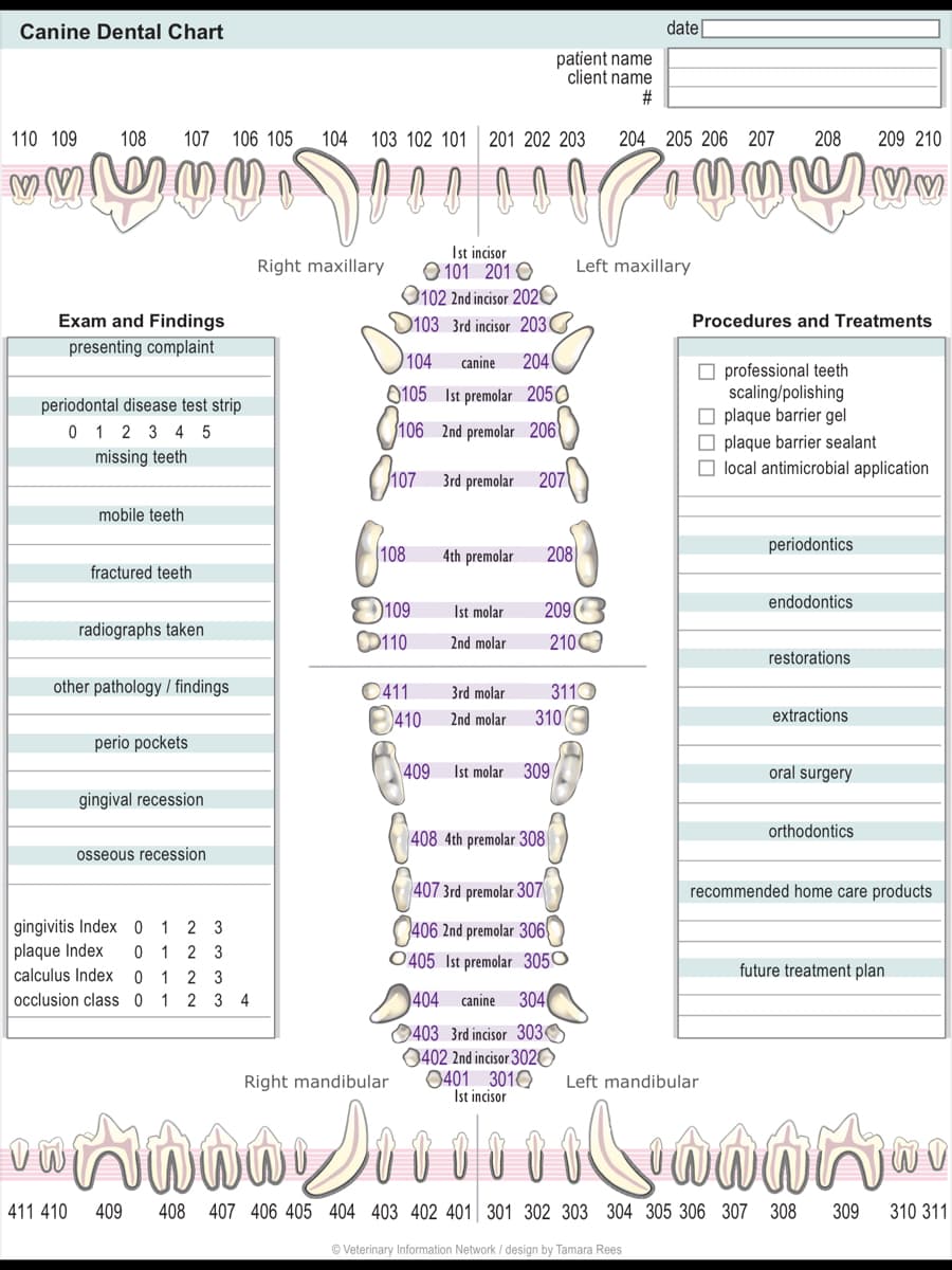 Canine Dental Chart
110 109 108 107 106 105 104 103 102 101 201 202 203
M
ழ்ற்றம்
Exam and Findings
presenting complaint
periodontal disease test strip
0 1 2 3 4 5
missing teeth
mobile teeth
fractured teeth
radiographs taken
other pathology / findings
perio pockets
gingival recession
osseous recession
gingivitis Index 0
plaque Index
0
calculus Index
occlusion class 0
1 2 3
0 1 2 3
1 23
1
2 3 4
Right maxillary
D
104 canine 204
105
0106
Олот
108
109
110
0411
Ist incisor
101 2010
102 2nd incisor 2020
103 3rd incisor 203
Right mandibular
410
409
3rd premolar
Ist premolar 2050
2nd premolar 206
4th premolar
Ist molar
2nd molar
3rd molar
2nd molar
patient name
client name
#
207)
208
204 205 206 207
208
open നയി
Left maxillary
70
209
Ist molar 309
408 4th premolar 308
210
310
3110
404 canine
304
403 3rd incisor 303
0402 2nd incisor 3020
0401 3010
Ist incisor
407 3rd premolar 307
406 2nd premolar 306
O405 Ist premolar 3050
date
Procedures and Treatments
professional teeth
scaling/polishing
plaque barrier gel
plaque barrier sealant
local antimicrobial application
periodontics
endodontics
restorations
extractions
209 210
oral surgery
orthodontics
recommended home care products
future treatment plan
Left mandibular
vanna Siiiiiilianañ..
411 410 409 408 407 406 405 404 403 402 401 301 302 303 304 305 306 307 308 309
ⒸVeterinary Information Network / design by Tamara Rees
NI
310 311