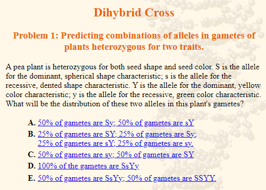 Dihybrid Cross
Problem 1: Predicting combinations of alleles in gametes of
plants heterozygous for two traits.
A pea plant is heterozygous for both seed shape and seed color. S is the allele
for the dominant, spherical shape characteristic; s is the allele for the
recessive, dented shape characteristic. Y is the allele for the dominant, yellow
color characteristic; y is the allele for the recessive, green color characteristic.
What will be the distribution of these two alleles in this plant's gametes?
A. 50% of gametes are Sy: 50% of gametes are sY
B. 25% of gametes are SY; 25% of gametes are Sy:
25% of gametes are sY; 25% of gametes are sy.
C. 50% of gametes are sy: 50% of gametes are SY
D. 100% of the gametes are SsYy
E. 50% of gametes are SsYy: 50% of gametes are SSYY.