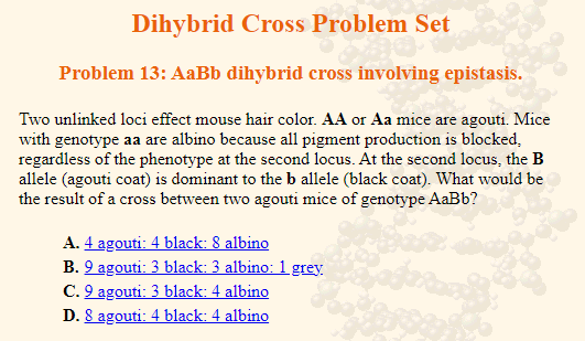 Dihybrid Cross Problem Set
Problem 13: AaBb dihybrid cross involving epistasis.
Two unlinked loci effect mouse hair color. AA or Aa mice are agouti. Mice
with genotype aa are albino because all pigment production is blocked.
regardless of the phenotype at the second locus. At the second locus, the B
allele (agouti coat) is dominant to the b allele (black coat). What would be
the result of a cross between two agouti mice of genotype AaBb?
A. 4 agouti: 4 black: 8 albino
B. 9 agouti: 3 black: 3 albino: 1 grey
C. 9 agouti: 3 black: 4 albino
D. 8 agouti: 4 black: 4 albino