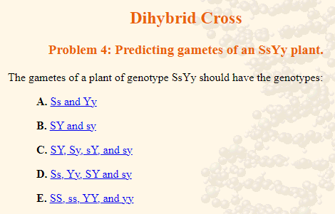 Dihybrid Cross
Problem 4: Predicting gametes of an SsYy plant.
The gametes of a plant of genotype SsYy should have the genotypes:
A. Ss and Yy
B. SY and sy
C. SY. Sy. sy. and sy.
D. Ss. Yy, SY and sy
E. SS, ss, YY, and yy.
ağara